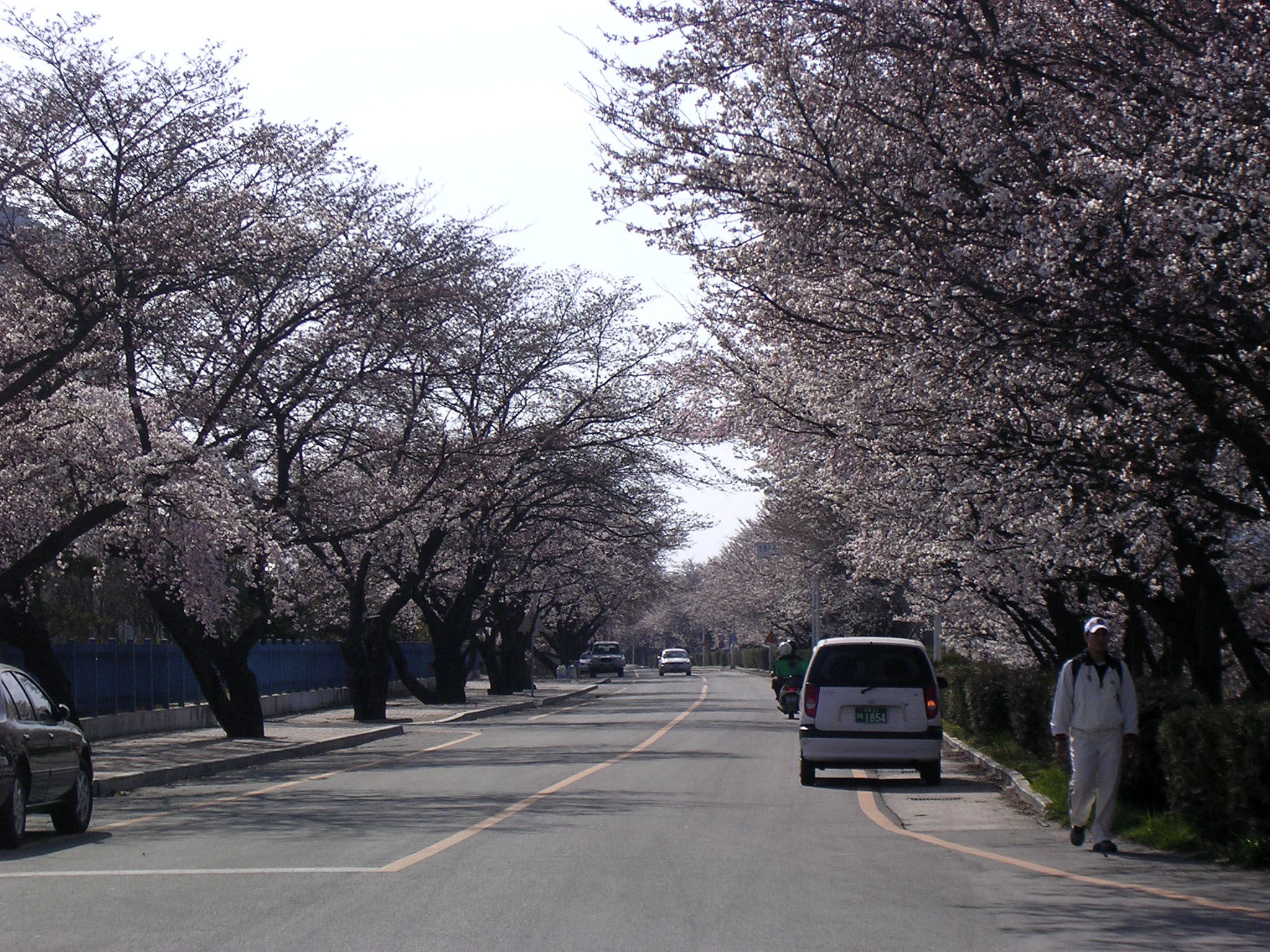 4월 4일 오후 벚꽃길 입니다. 첨부사진